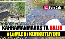 Kahramanmaraş'ta balık ölümleri korkutuyor!