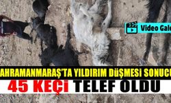 Kahramanmaraş'ta yıldırım düşmesi sonucu 45 keçi telef oldu!