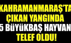 Kahramanmaraş'ta yıldırım düşmesi sonucu çıkan yangında 5 büyükbaş hayvan telef oldu!