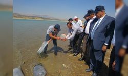 Kahramanmaraş'ta göl ve göletlere yavru sazan balığı bırakıldı!