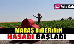 Maraş biberinin hasadı başladı!