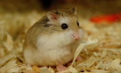 Hamster'in anlamı nedir? TDK'ya göre hamster ne demektir?
