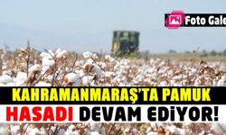 Kahramanmaraş'ta pamuk hasadı devam ediyor!