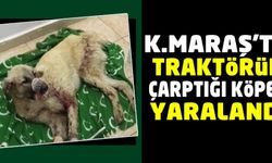 Kahramanmaraş'ta traktörün çarptığı köpek tedavi altına alındı!