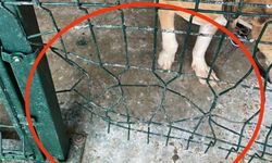 Adıyaman'da kafesi parçalayan pitbull başka bir köpeği boğarak öldürdü