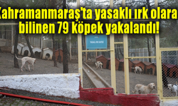 Kahramanmaraş'ta yasaklı ırk olarak bilinen 79 köpek yakalandı!