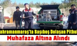 Kahramanmaraş’ta başıboş gezen pitbula el konuldu