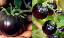 Kırmızıyı sollar: Siyah domatesin faydaları