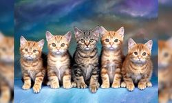 Evde kedi beslemek dinimizce uygun mudur? Peygamber efendimizin kedilere karşı tutumu nasıldı?