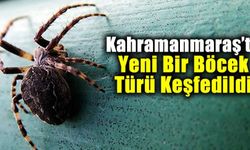 Kahramanmaraş'ta yeni bir örümcek türü keşfedildi! Turkocranum bosselaersi