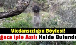 Muğla'dan kan donduran görüntü: Bir köpek ağaca iple asılı halde bulundu!