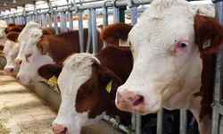 Gaziantep'te kurbanlık fiyatları açıklandı 2022 düve inek koyun koç keçi karkas kilo fiyatı
