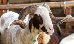 Samsun, Ordu ve Giresun kurbanlık fiyatları 2022 boğa düve dan keçi koyun kilo ile kaç lira