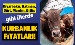 Diyarbakır, Batman, Siirt, Mardin kurbanlık fiyatları 2022 düve boğa dana koyun keçi