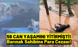 Bartın’daki Sel Nedeniyle Barınaktaki 56 Köpek Yaşamını Yitirdi: Sahibine 434 Bin TL Ceza Kesildi!