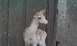 Kahramanmaraş'ta Beyaz renkli geyiklerin kahverengi yavrusuna 'Mucize' adı verildi
