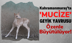Kahramanmaraş'ın Başkonuş Yaylası'nda 'Mucize' Geyik Yavrusu Dünyaya Geldi!