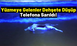 Yüzmeye Gelenler Şoke Oldu: Büyükbaş Hayvanlar Sahile Vurdu!