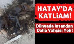 Hatay'da Tüyler Ürperten Vahşet; Yavru Köpekleri Döverek Ve Yakarak Öldürdüler