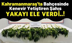 Kahramanmaraş'ta Bahçesinde Kenevir Yetiştiren Şüpheli Gözaltına Alındı!