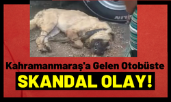 Kahramanmaraş'a Hareket Eden Otobüsün Bagajına Kapatılan Köpek Sıcaktan Can Verdi!