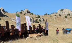 Konya'dan Getirilen Anadolu Yaban Koyunlarının Yeni Yurdu Kahramanmaraş Dağları Oldu!