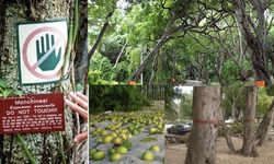 Katil Manchineel Ağacı: Düşen Bir Damla Bile Kötü Sonuçlanabilir !