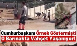 Hayvan Barınağında Vicdanları Sızlatan Görüntüler: Köpekler Vahşice Katlediliyor!