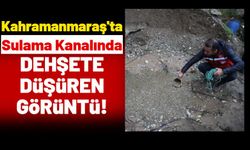 Kahramanmaraş'ta Su Kanalında Oksijensiz Kalan Binlerce Balık Öldü!