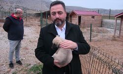 Başkan Mehmet Gürbüz, İlçedeki Hayvan Barınağını Ziyaret Etti!