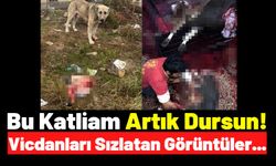 Kesime Giden Hamile Koyunların Yavruları, Köpeklere Canlı Canlı Yem Oluyor!