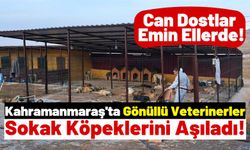Kahramanmaraş'ta 200 Sokak Köpeği Kısırlaştırılıp Aşılandı!