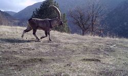 Kahramanmaraş'ta Yabani Hayvanlar Fotokapanlarla İzleniyor!