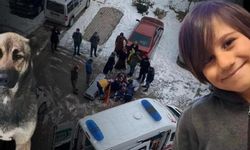 Bahçede Oyun Oynayan Küçük Çocuğu Öldüren Köpeğin Sahibi Tutuklandı!