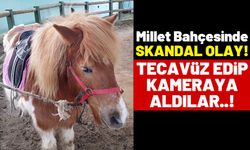 İnsanlıktan Utandıran Görüntüler: Midilli Ata Sırayla Tecavüz Ettiler!