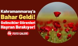 Gelincik Çiçekleri Kahramanmaraş'ı Kırmızıya Boyadı!