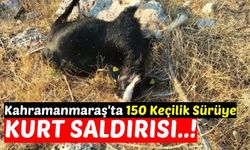 Kahramanmaraş'ta Küçükbaş Sürüsüne Kurt Saldırısı: 16 Keçi Telef Oldu!