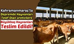 Kahramanmaraş'ta Depremzede Yetiştiricilere Canlı Hayvan Desteği!