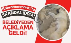 Kahramanmaraş'ta Sokak Köpekleri Barınakta Katledildi İddiası!