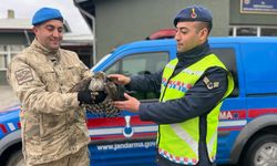 Kahramanmaraş'ta Yaralı Bulunan Atmaca Koruma Altında!