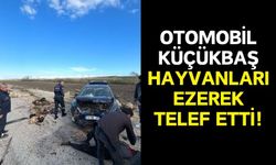 Adana'da Otomobil Küçükbaş Hayvanlara Çarptı: 60 Koyun Telef Oldu!