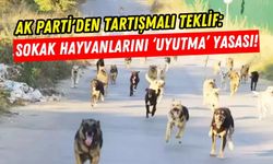 Sokak Köpekleri Uyutulacak mı? AKP'den ‘Uyutma’ Düzenlemesi!