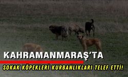 Kahramanmaraş’ta Başıboş Köpekler Çiftliğe Saldırdı: 245 Hayvan Telef Oldu!