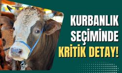 Kurban Bayramı Öncesi 'Kapak Atma' Uyarısı: Kurbanlık Seçerken Dikkat Edilmesi Gerekenler!