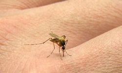 Sivrisinekleri Evden Uzaklaştırmak İçin Etkili Yöntemler!