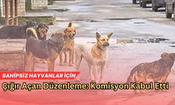 Sokak Hayvanlarına Karşı Yaptırımlar Sertleşiyor: 60 Bin TL’ye Kadar Ceza