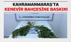 Kahramanmaraş'ta Yasa Dışı Kenevir Ekimi: Şüpheli Gözaltına Alındı!