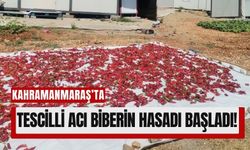 Kahramanmaraş’ta 50 Bin Ton Yaş Biber Hasadı: Maraş Biberi Üretimde Üçüncü Sırada!