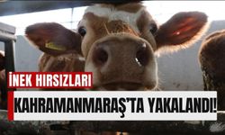 Kayseri’de Çalınan İnek, Kahramanmaraş’ta Bulundu ve Sahibine Teslim Edildi!