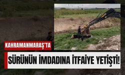 Kahramanmaraş'ta Büyükbaş Hayvanlar Dere Yatağında Mahsur Kaldı!